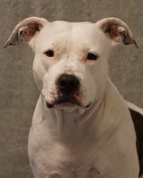 Bella